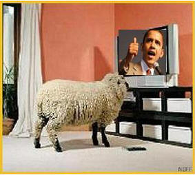 Image result for sheep watching obama